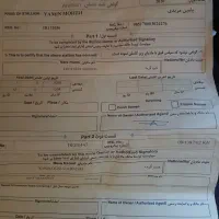 اسب نریون خالص ایرانی