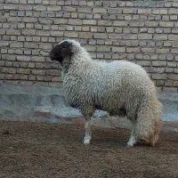 بره قوچ سنجابی|حیوانات مزرعه|کرمانشاه, |دیوار