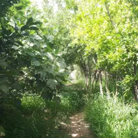 روستای تاج خاتون باغچه جهت مسکونی و تجاری|فروش دفتر صنعتی، کشاورزی، تجاری|قم, بنیاد|دیوار