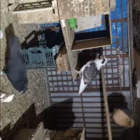 سلام دوستان چند جفت کفتر به فروش  میرسد