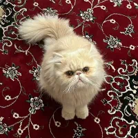 گربه پرشین سوپر فلت کاراملی