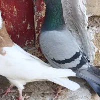 کبوتر طوقی کله سینه پلاکی|پرنده|سیدان, |دیوار