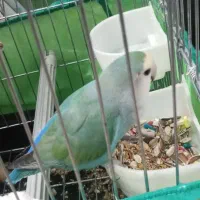 تعویض طوطی برزیلی ماده شیطون سالم بانر