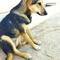 توله سگ ژرمن میکس|سگ|طبس, |دیوار