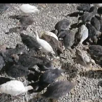تعداد 100عدد جوجه بوغلمو 55 روزه