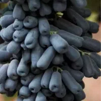 پیش فروش نهال وقلمه انگور موندراپ در فاروج