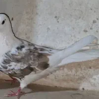 ماده پشتدار پرتغالی پرشی