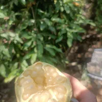 اناردرجه یک|خوردنی و آشامیدنی|شیراز, سفیرشمالی|دیوار