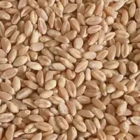 بذر گندم دیم نو