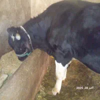 سلام یک عدد گوساله گوشتی به فروش میرسد|حیوانات مزرعه|ماهنشان, |دیوار