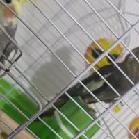 یک جفت عروس هلندی کار داده|پرنده|ارومیه, |دیوار