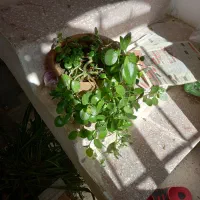 گل طبیعی|گل و گیاه طبیعی|قروه, |دیوار