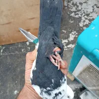 کبوتر سینه دم سیاه غریب گیری