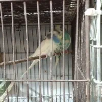 پرنده سرای طلایی|پرنده|رشت, آب و برق|دیوار