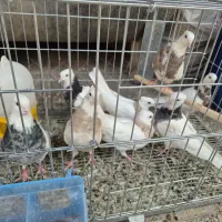 کبوتر طوقی