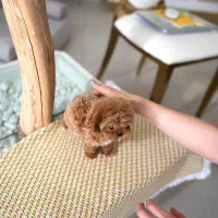 سگ پودل فنجونی نروماده2ماه 3900بی واسطه|سگ|تهران, تهرانسر مرکزی|دیوار