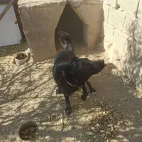 سگ ماده دورگ سراب و قدرجونی نگهبان