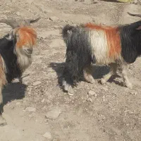 دوبر تورکی نمونه