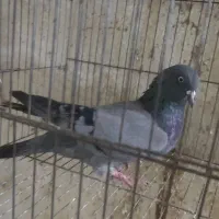 کبوتر پاکستانی