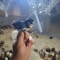 جوجه محلی۷روزه اردک جوجه رنگی از مرغ خروس محلی|حیوانات مزرعه|سیرجان, |دیوار