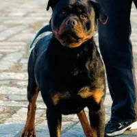 روتوایلر نر وارداتی کشش