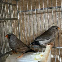 فنچ زبرا شارکول|پرنده|شیراز, امام حسین|دیوار