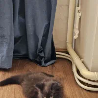 گربه بریتیش