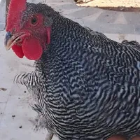 مرغ و خروس ویاندوت اورنج پیلموت راک