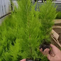 گل لاوسون|گل و گیاه طبیعی|کلاچای, |دیوار