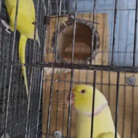 جفت طوطی ملنگو لوتینو مولد|پرنده|بندرعباس, |دیوار