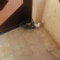 کفتر پلاکی|پرنده|نورآباد ممسنی, |دیوار