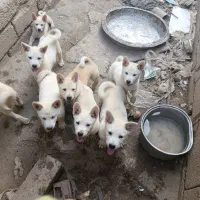 پاکوتاه خوشگل پدر مادر گارد
