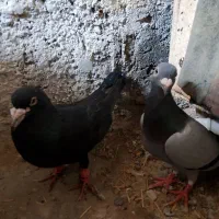 جفت کلاغ‌کرمانی وسبز‌ختی