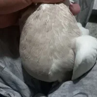 جفت طوق خفت|پرنده|ایلام, |دیوار