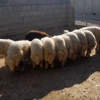 بره