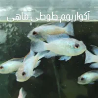 گوپی بیگ ایر،بلو و گرین مسکو|ماهی|اهواز, پادادشهر|دیوار