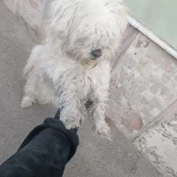 سگ اشپیتز نر شناسنامه دار|سگ|تبریز, |دیوار