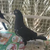 کفتر کبوتر سینه طوقی پلاکی بهبونی