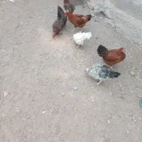 مرع تخم گذار جوان