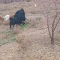 بز فروشی|حیوانات مزرعه|جلگه ماژان, |دیوار