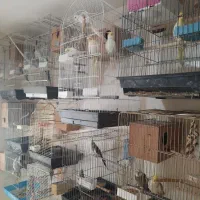 تعدادی عروس هلندی مولد مرغ عشق مینا سخنگو