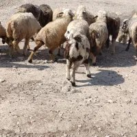 میش بره دار و آبستن|حیوانات مزرعه|جره و بالاده, |دیوار