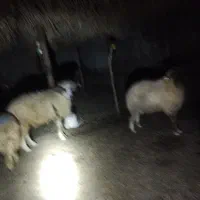 ۴عدد قوچ چاق