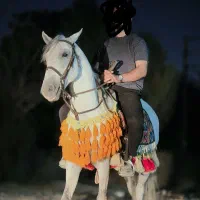 نریان کورد 9 ساله کره اژدر حاج کرم|اسب و تجهیزات اسب‌سواری|مشکین‌دشت, |دیوار