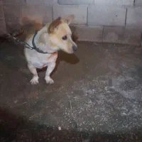 پاکوتاه گوش تیز دم فر