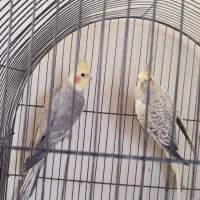 دو عدد عروس هلندی ماده معاوضه