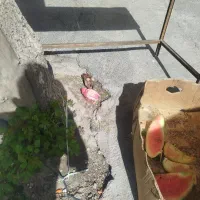 دو عدد جوجه یک محلی یک رنکی