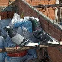 کبوتر پرشی|پرنده|ساری, |دیوار