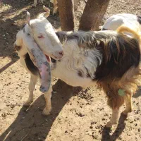 سه عدد بز پاکستانی|حیوانات مزرعه|بانه, |دیوار
