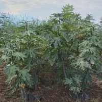 فروش عمده نهال به صورت سطل نایلکس و گل بر|خدمات باغبانی و درختکاری|دلند, |دیوار